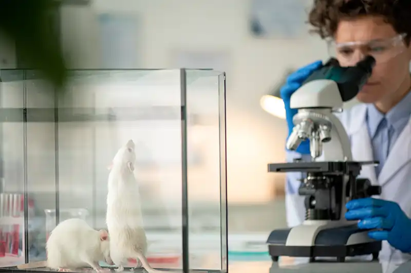 In Studien an Mäusen konnten bei Aspartam vermehrt Krebserkrankungen festgestellt werden.